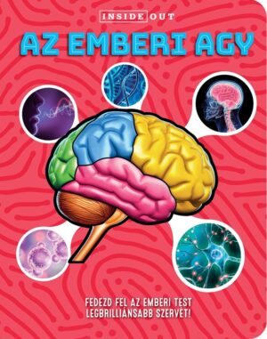 Az emberi agy – 3D modell
